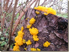 OrangePeel Fungus1