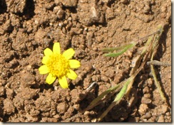 yellow tiny flower
