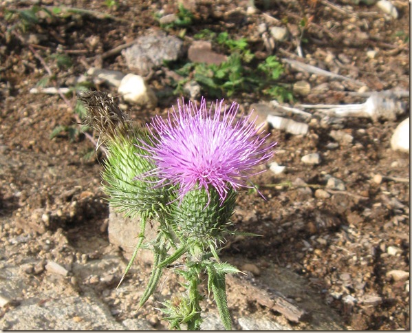 thistle cropped