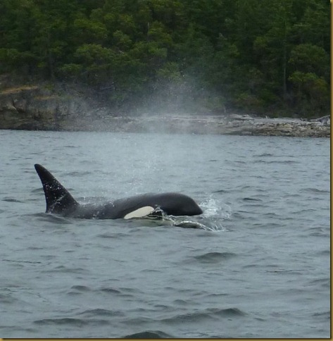 orca large