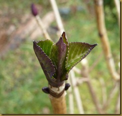 hydrangea bud